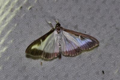 Cydalima perspectalis