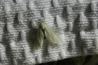<i>Acentria ephemerella</i>