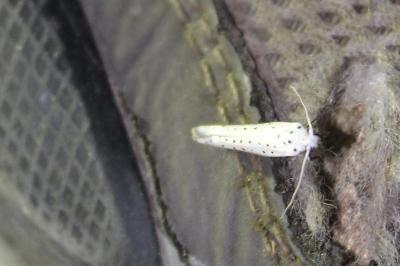 <i>Yponomeuta evonymella</i>