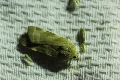 Noctuelle de la Primevère 