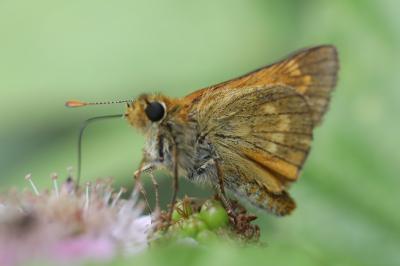 Sylvaine 
