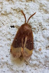 Bombyx du Chêne 