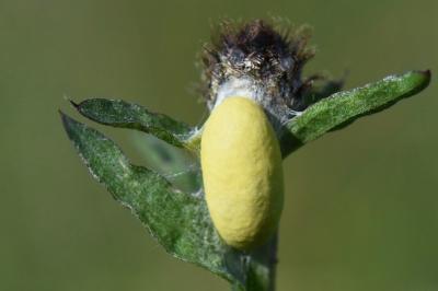 Zygène du Sainfoin 