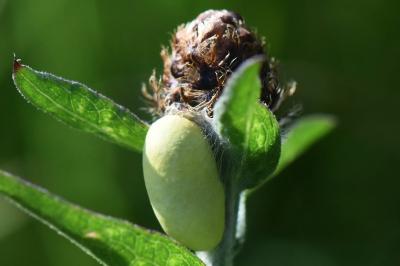 Zygène du Sainfoin 