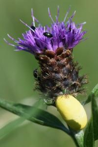 Zygène du Sainfoin 