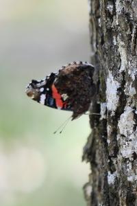 Vulcain 