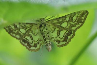 <i>Elophila nymphaeata</i>