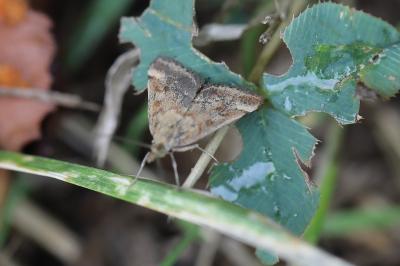 <i>Pyrausta despicata</i>