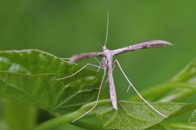 <i>Emmelina monodactyla</i>