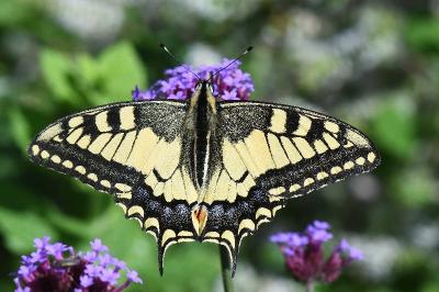 Machaon 