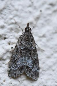 <i>Eudonia mercurella</i>