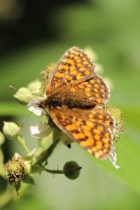 Mélitée du Mélampyre 