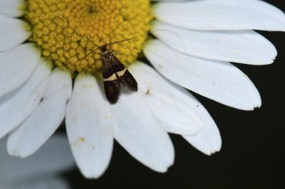 <i>Adela croesella</i>