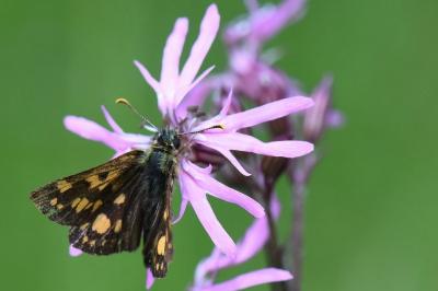Hespérie du Brome 