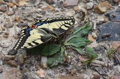 Machaon 