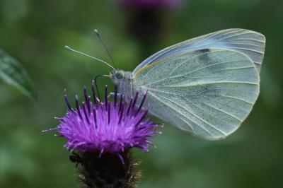 Pieris brassicae
