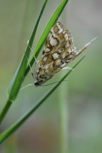 <i>Elophila nymphaeata</i>
