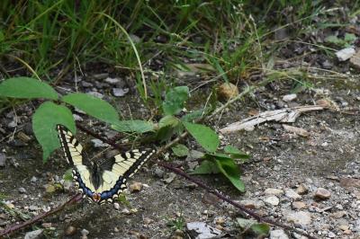 Machaon 