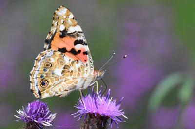 Vanessa cardui