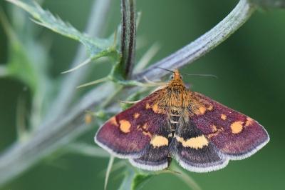 <i>Pyrausta aurata</i>