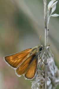 Hespérie du Chiendent 