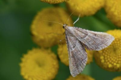 <i>Endotricha flammealis</i>