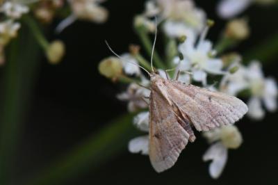 <i>Endotricha flammealis</i>