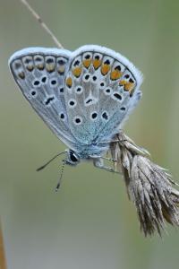 Azuré de la Bugrane 