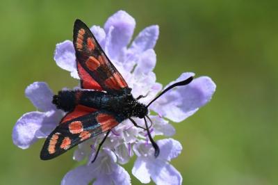 Zygène du Sainfoin 