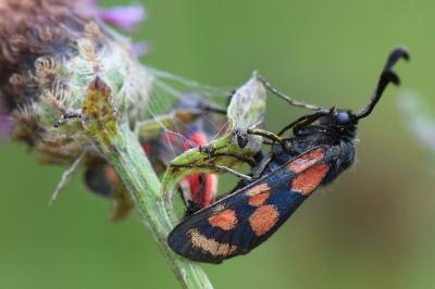 Zygène du Sainfoin 
