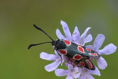 Zygène du Sainfoin 