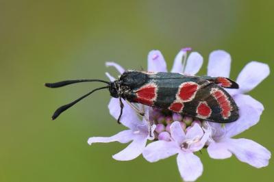 Zygène du Sainfoin 