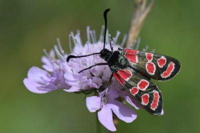 Zygène du Sainfoin 