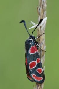 Zygène du Sainfoin 
