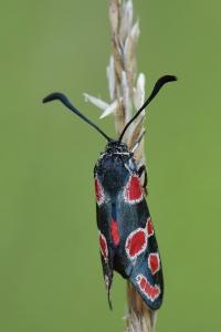 Zygène du Sainfoin 
