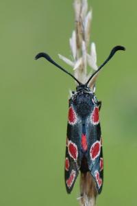 Zygène du Sainfoin 