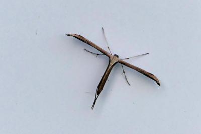 <i>Emmelina</i>
