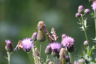 <i>Limenitis</i>