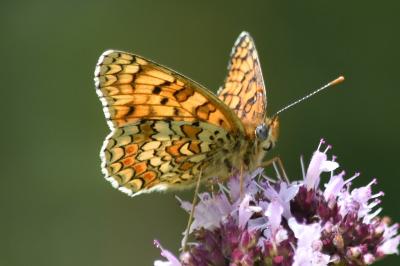 Mélitée des Centaurées 
