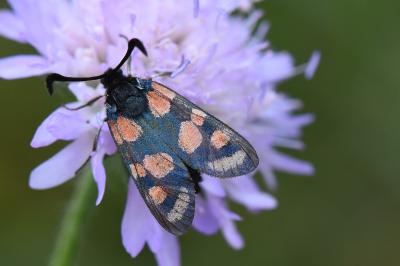 Zygène du Sainfoin 