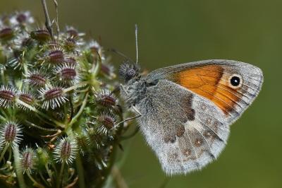 Coenonympha pamphilus