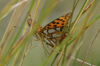 Petit Nacré 