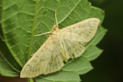 <i>Patania ruralis</i>