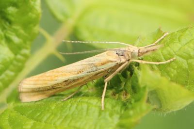 <i>Agriphila tristella</i>