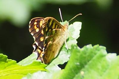 Tircis 