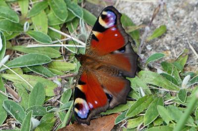 Paon-du-jour 