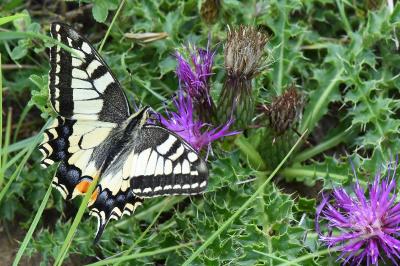 Machaon 
