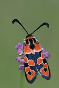 Zygène de la Petite coronille 