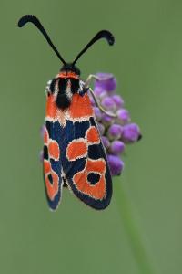 Zygène de la Petite coronille 
