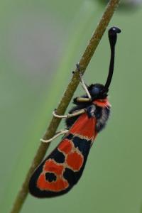 Zygène de la Petite coronille 
